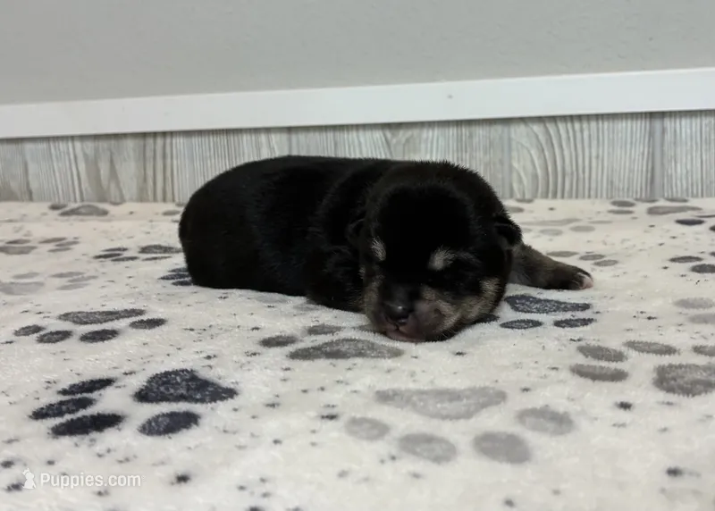 Jet – Shiba Inu puppy for sale in Donnellson, IA