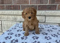 Basil, a male Miniature Goldendoodle for sale in Donnellson, IA – Photo 2 of 3