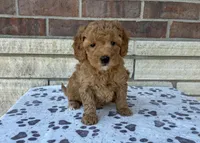 Basil, a male Miniature Goldendoodle for sale in Donnellson, IA – Photo 3 of 3