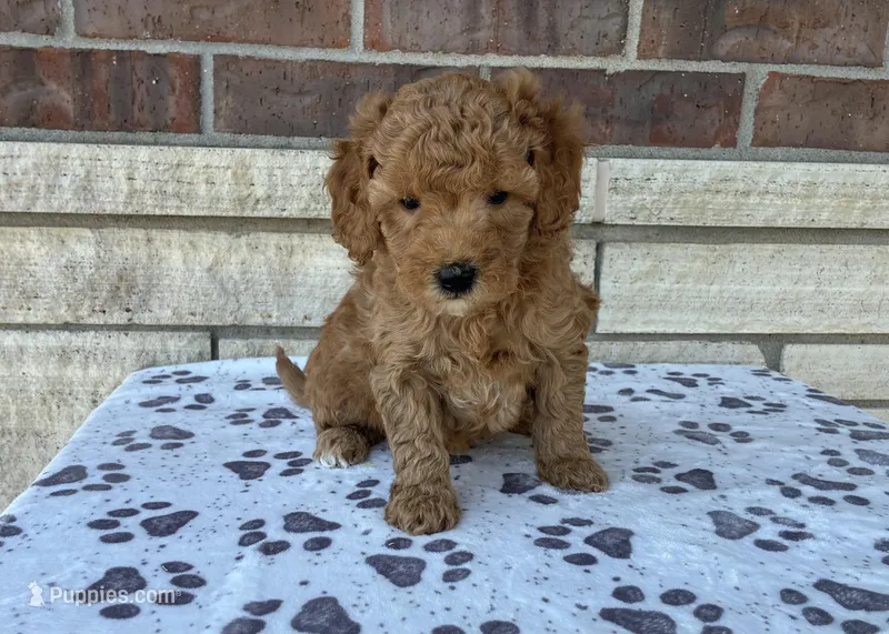 Basil – Miniature Goldendoodle puppy for sale in Donnellson, IA