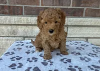 Basil, a male Miniature Goldendoodle for sale in Donnellson, IA – Photo 1 of 3