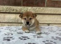 Nixon, a male Shiba Inu for sale in Donnellson, IA – 3 of 3
