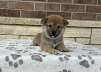 Nina AKC, a female Shiba Inu for sale in Donnellson, IA – 2 of 3