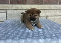 Daisy, a female Shiba Inu for sale in Donnellson, IA – 2 of 4