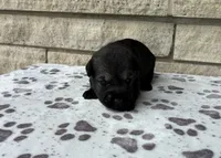 Dora, a female Standard Schnauzer for sale in Donnellson, IA – 2 of 3