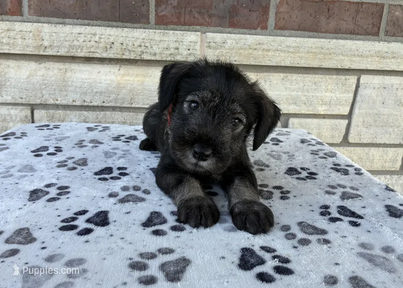 Sara – Standard Schnauzer puppy for sale in Donnellson, IA