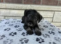 Sara, a female Standard Schnauzer for sale in Donnellson, IA – 1 of 3