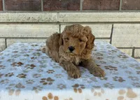 Macy, a female Miniature Goldendoodle for sale in Donnellson, IA – 4 of 4