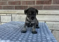 Calli , a female Standard Schnauzer for sale in Donnellson, IA – 3 of 3