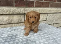 Muffin f1b mini, a female Miniature Goldendoodle for sale in Donnellson, IA – 3 of 3