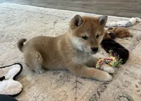 Nova, a female Shiba Inu for sale in Donnellson, IA – Photo 3 of 3