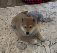 Nova AKC, a female Shiba Inu for sale in Donnellson, IA – Photo 3 of 6