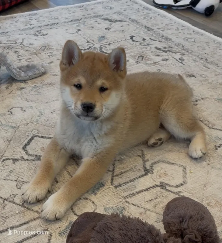 Nova AKC – Shiba Inu puppy for sale in Donnellson, IA