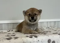 Nova, a female Shiba Inu for sale in Donnellson, IA – Photo 2 of 3