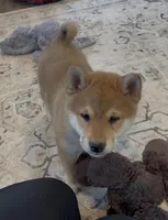 Nova AKC, a female Shiba Inu for sale in Donnellson, IA – Photo 2 of 6