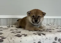 Nova, a female Shiba Inu for sale in Donnellson, IA – Photo 3 of 3