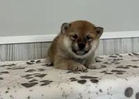 Nova, a female Shiba Inu for sale in Donnellson, IA – Photo 1 of 3