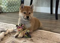 Nova, a female Shiba Inu for sale in Donnellson, IA – Photo 1 of 3