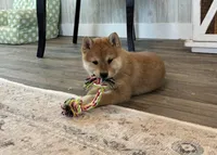 Nova, a female Shiba Inu for sale in Donnellson, IA – Photo 2 of 3