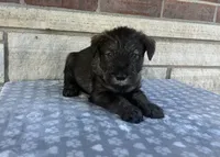 Colt, a male Standard Schnauzer for sale in Donnellson, IA – 3 of 3