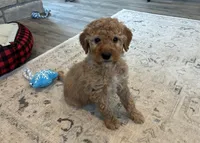 Waffles, a male Goldendoodle for sale in Donnellson, IA – Photo 1 of 3