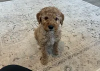 Waffles, a male Goldendoodle for sale in Donnellson, IA – Photo 2 of 3