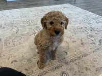 Waffles, a male Goldendoodle for sale in Donnellson, IA – Photo 3 of 3