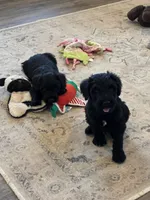 Lyle standard schnoodle, a male Standard Schnauzer and Poodle - Standard  for sale in Donnellson, IA – 2 of 4