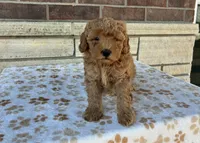 Macy, a female Miniature Goldendoodle for sale in Donnellson, IA – 3 of 4