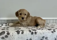 Crumb, a male Goldendoodle for sale in Donnellson, IA – Photo 2 of 3