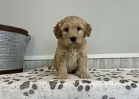 Crumb, a male Goldendoodle for sale in Donnellson, IA – Photo 3 of 3