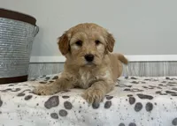 Crumb, a male Goldendoodle for sale in Donnellson, IA – Photo 1 of 3
