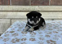 Nyla AKC, a female Shiba Inu for sale in Donnellson, IA – 3 of 3