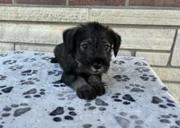 Sara, a female Standard Schnauzer for sale in Donnellson, IA – 2 of 3