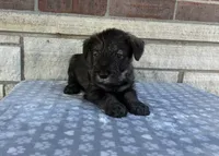 Colt, a male Standard Schnauzer for sale in Donnellson, IA – 2 of 3