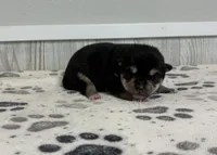 Coral AKC, a female Shiba Inu for sale in Donnellson, IA – 2 of 3