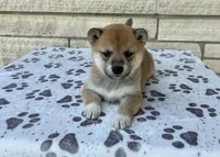 Annie AKC, a female Shiba Inu for sale in Donnellson, IA – Photo 3 of 3