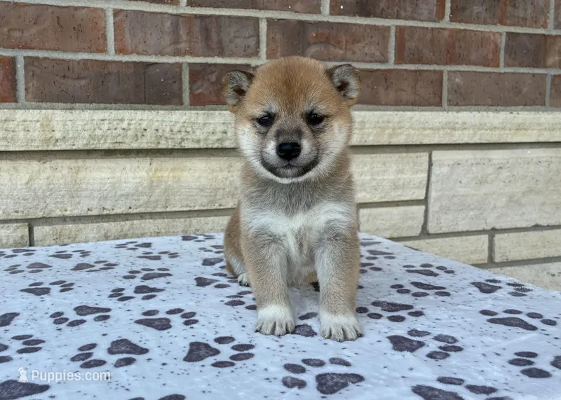 Annie AKC – Shiba Inu puppy for sale in Donnellson, IA