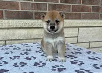 Annie AKC, a female Shiba Inu for sale in Donnellson, IA – Photo 1 of 3