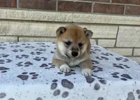 Annie AKC, a female Shiba Inu for sale in Donnellson, IA – Photo 2 of 3