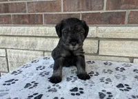 Serena, a female Standard Schnauzer for sale in Donnellson, IA – 3 of 3