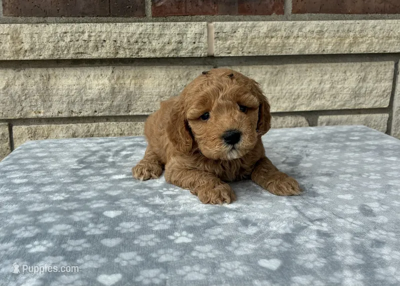 Chip F1b mini – Golden Retriever puppy for sale in Donnellson, IA