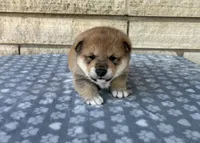 Archie AKC, a male Shiba Inu for sale in Donnellson, IA – 3 of 3