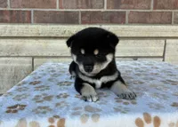 Nyla AKC, a female Shiba Inu for sale in Donnellson, IA – 2 of 3
