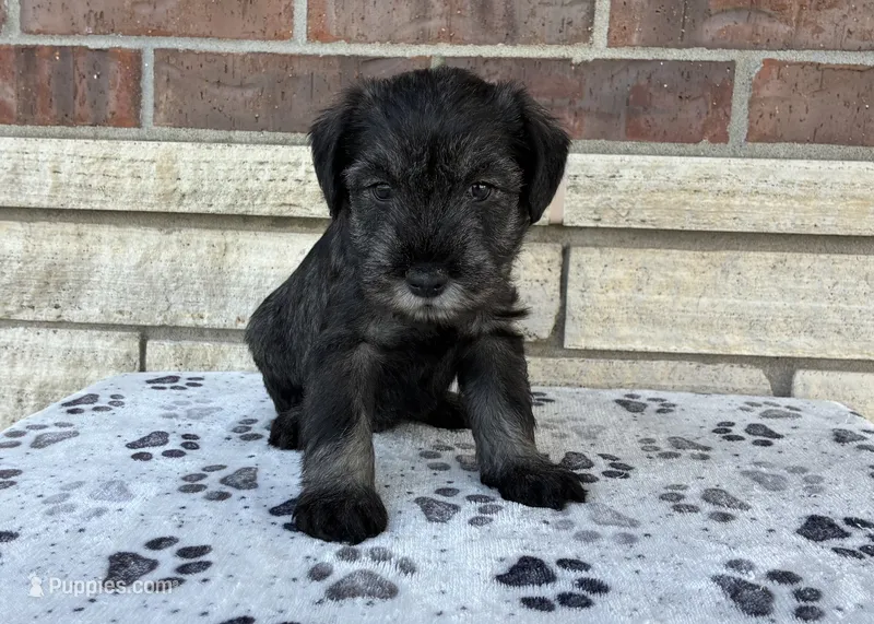Serena – Standard Schnauzer puppy for sale in Donnellson, IA