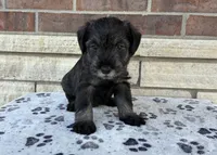 Serena, a female Standard Schnauzer for sale in Donnellson, IA – 1 of 3