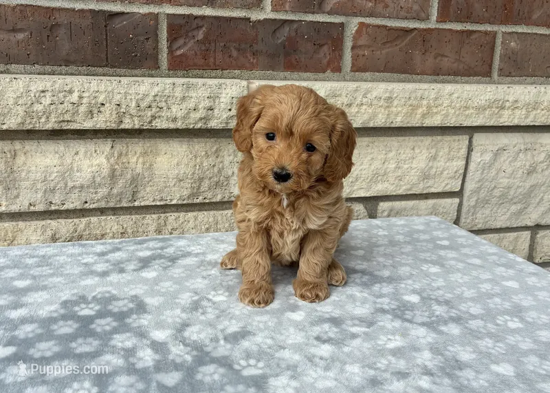 Muffin f1b mini – Miniature Goldendoodle puppy for sale in Donnellson, IA