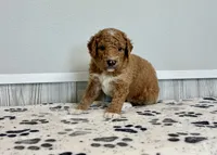 Denali F1b medium, a male Goldendoodle for sale in Donnellson, IA – 2 of 3