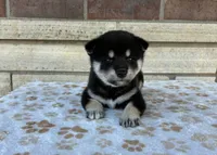 Nyla AKC, a female Shiba Inu for sale in Donnellson, IA – 1 of 3
