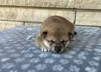 Annie AKC, a female Shiba Inu for sale in Donnellson, IA – 3 of 3